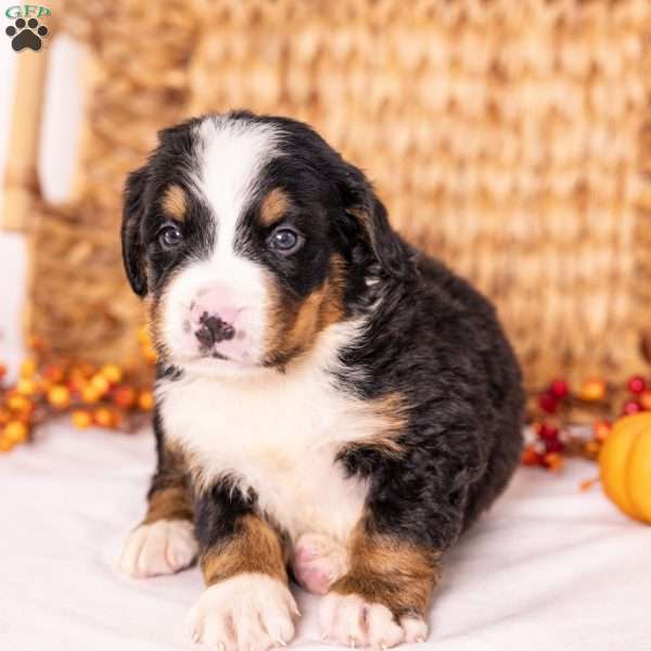Ranger, Bernese Mountain Dog Puppy